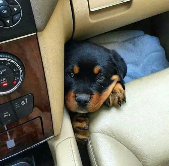 Rottweiler