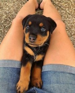 Rottweiler