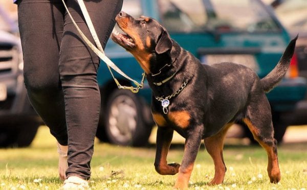 10 Reason Rottweiler Are Underrated, It is Time They Get Some More Love 3 Rottweiler