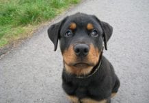 How to keep the house with dogs tide: Essential and practical tips house with dogs