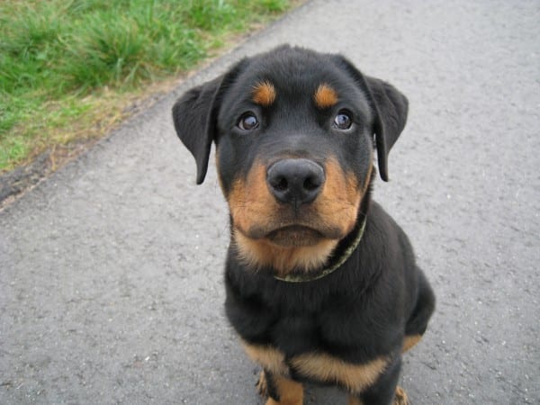 Panther Abandoned,Mother,Grows Up,Human,Rottweiler,Best Friend