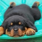 Rottweiler Dog