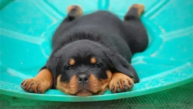 How Much Weather Is Too Much for Your Rottweiler? - Rottweiler Life