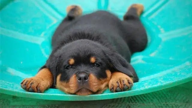 Rottweiler