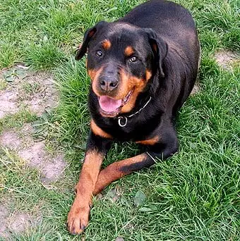 Rottweiler