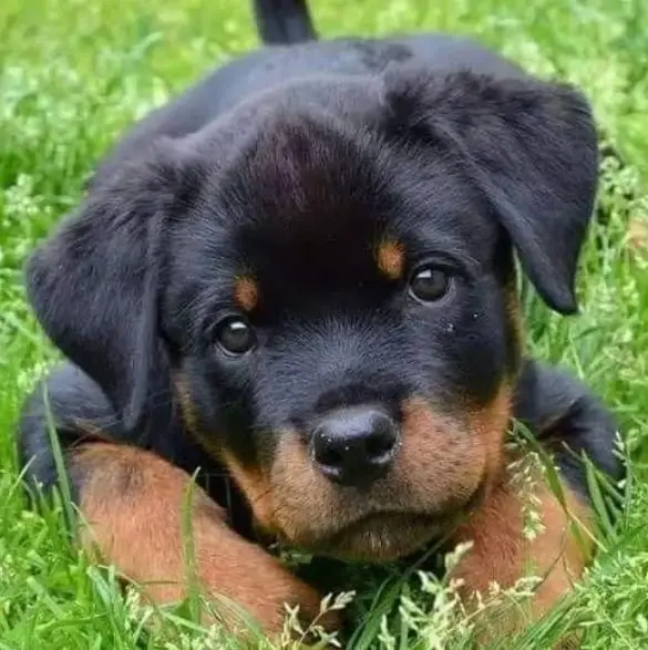 Rottweiler