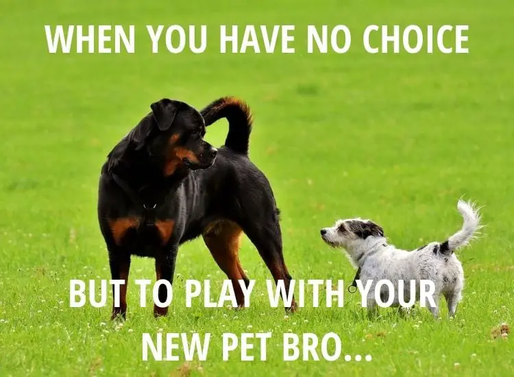 Top 8 Hilarious Rottweiler Memes From The Internet! 3 Rottweiler