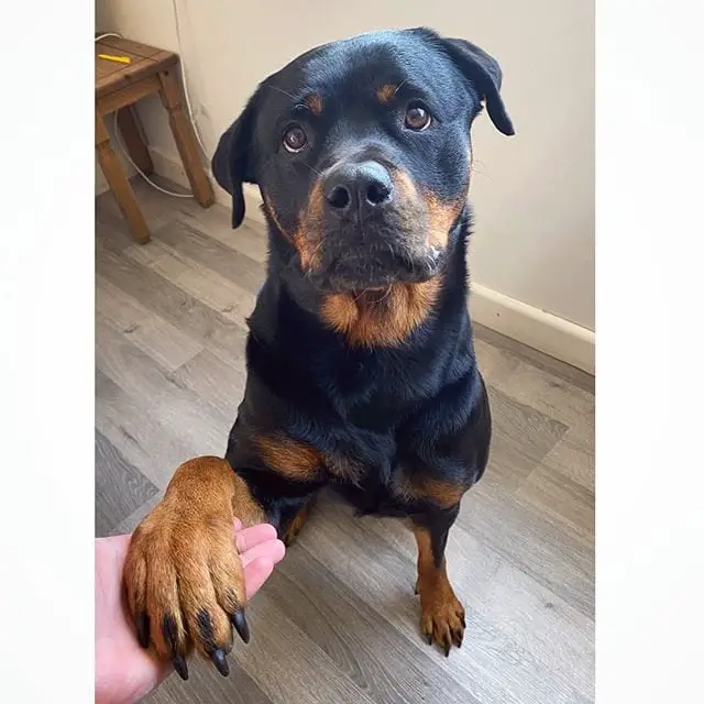 Rotweiller