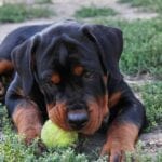 Rottweiler Names