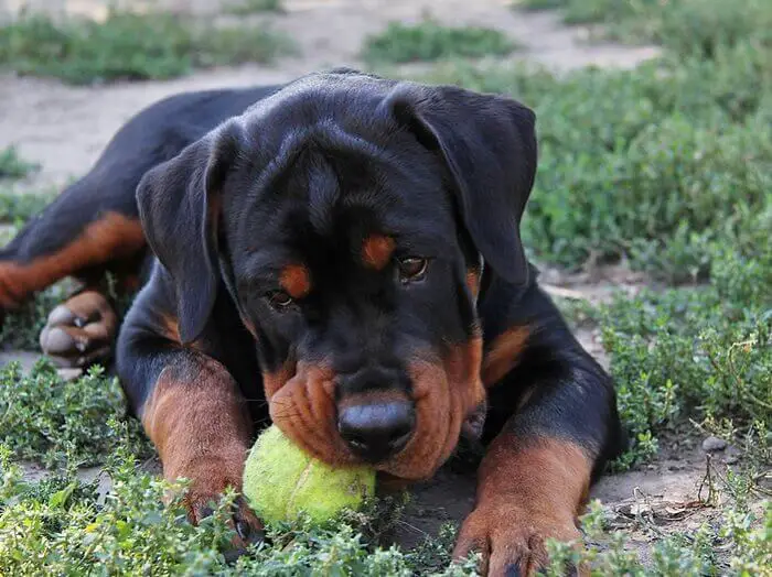 370 Rottweiler Names – Popular Male and Female Names 3 Rottweiler Names