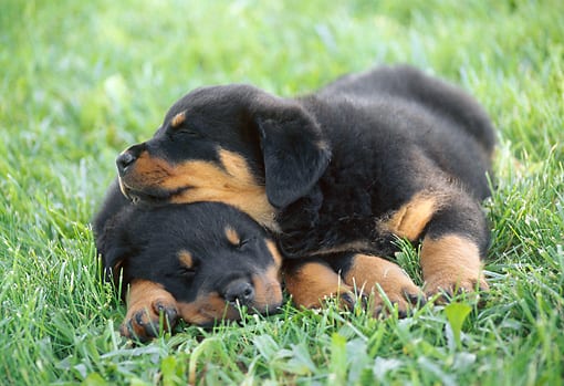 12 Of The Weirdest But Truly Wonderful Rottweilers Sleeping Positions 3 Rottweiler