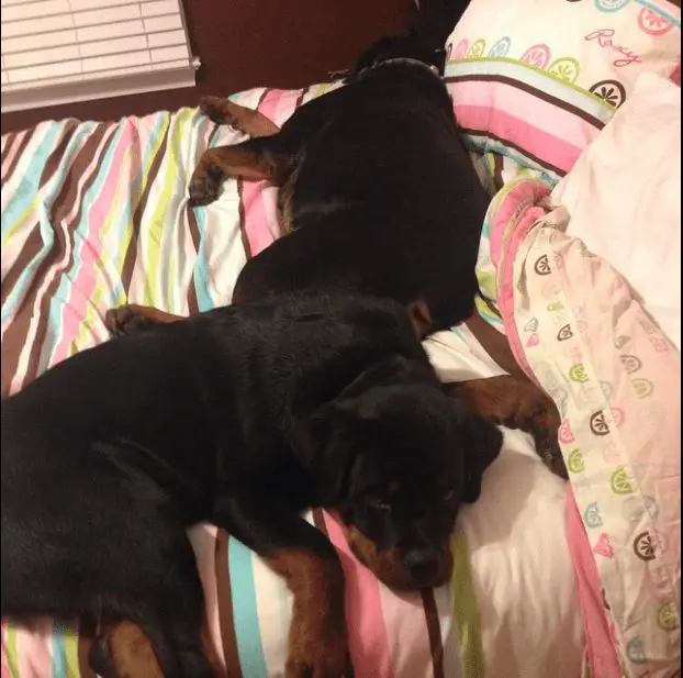 12 Of The Weirdest But Truly Wonderful Rottweilers Sleeping Positions 4 Rottweiler