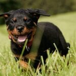 Rottweiler