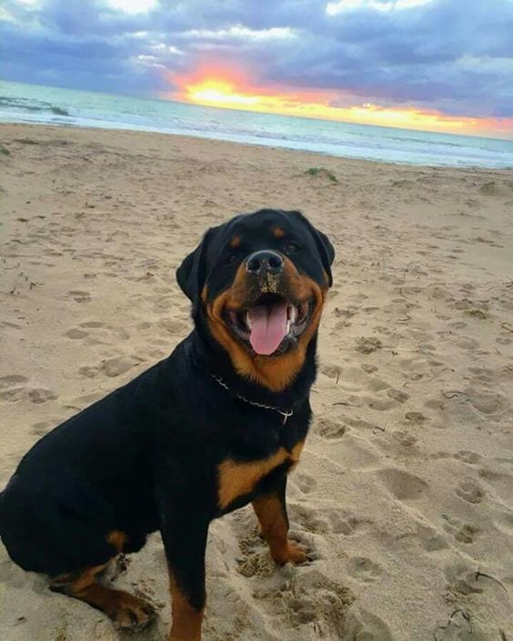 Panther Abandoned,Mother,Grows Up,Human,Rottweiler,Best Friend