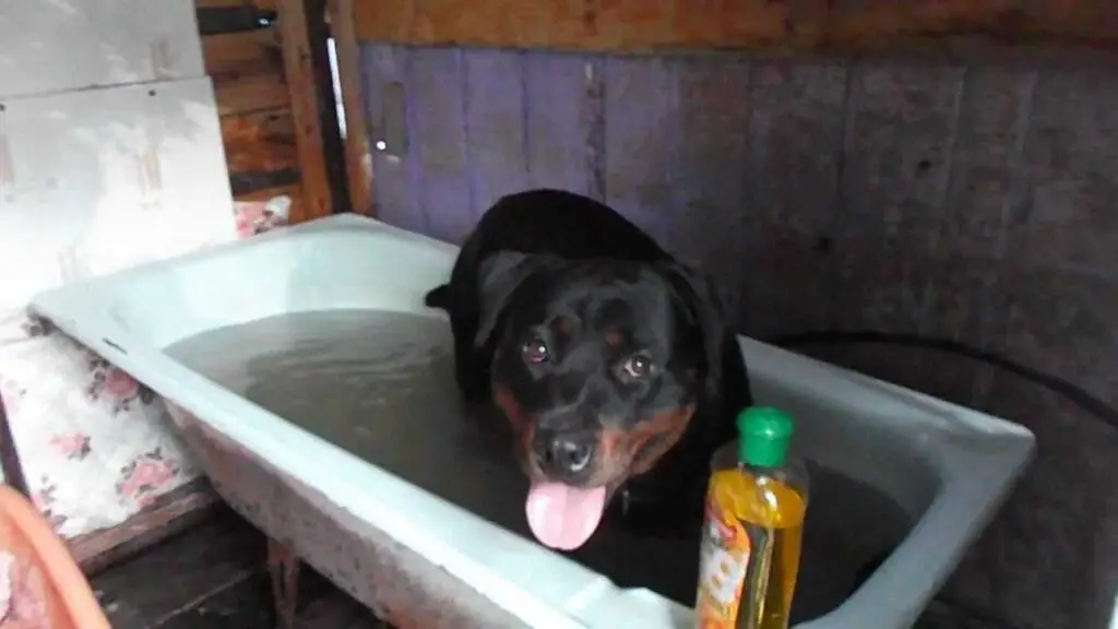 Everything you need to know about Rottweiler 1 Rottweiler
