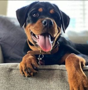 Rottweiler