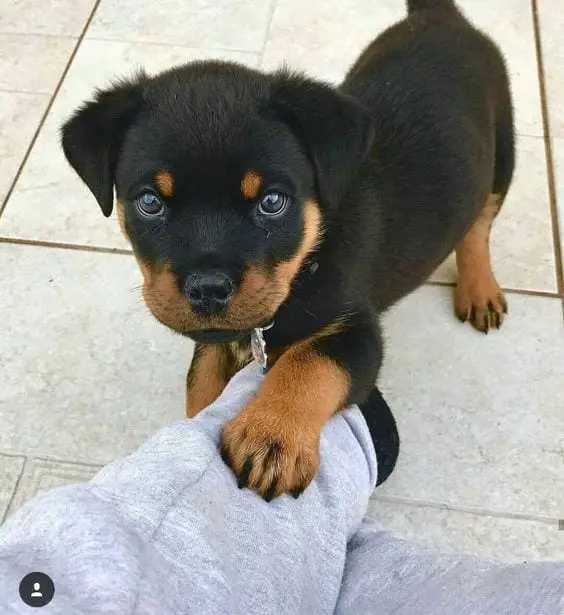 Panther Abandoned,Mother,Grows Up,Human,Rottweiler,Best Friend