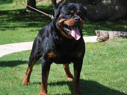 Conquer Your Rottweiler