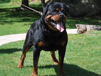 Rottweiler