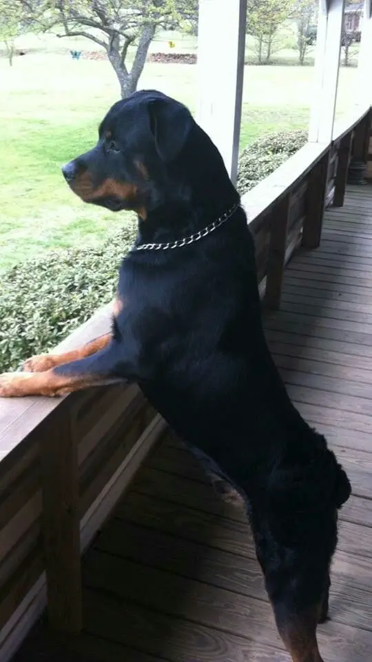 Rottweiler