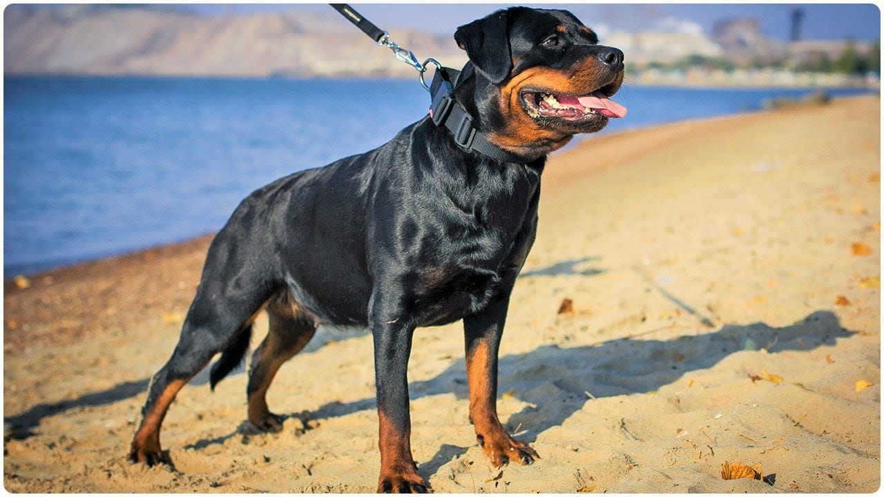 Panther Abandoned,Mother,Grows Up,Human,Rottweiler,Best Friend