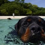 Have Fun with Your Rottweiler