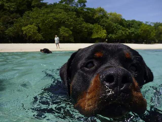 Rottweilers