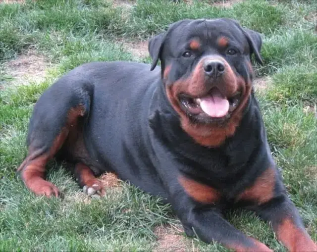 Rottweiler