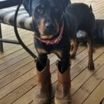 Rottweiler