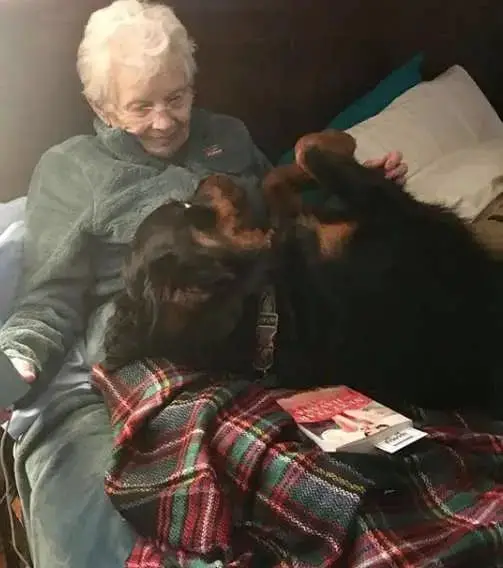 Huge Rottweiler Wins Over Grandma