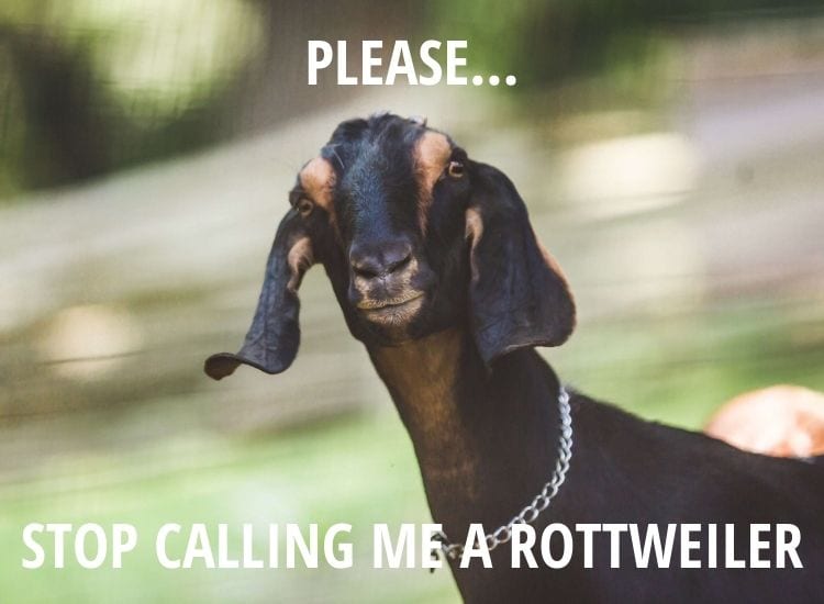 Top 8 Hilarious Rottweiler Memes From The Internet! 4 Rottweiler
