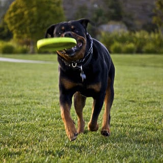 Rottweiler