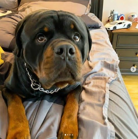 Rotweiller