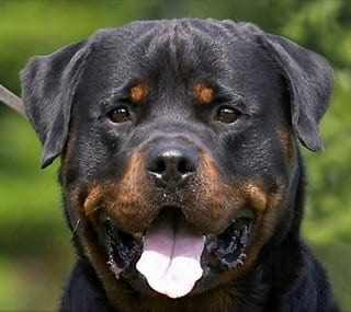 Rottweiler