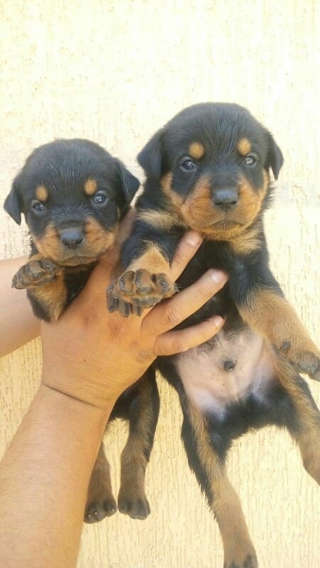 Rottweiler