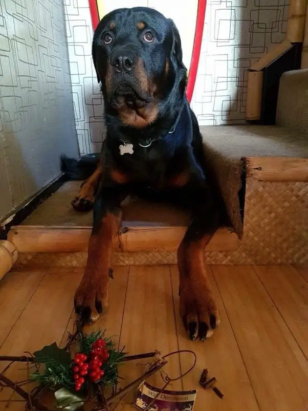 Rottweiler Fully In Charge