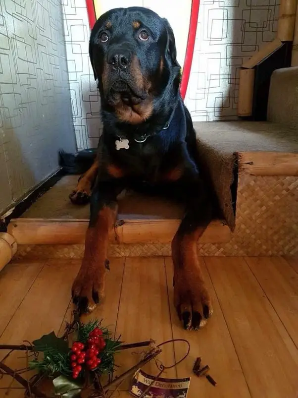 Rottweiler