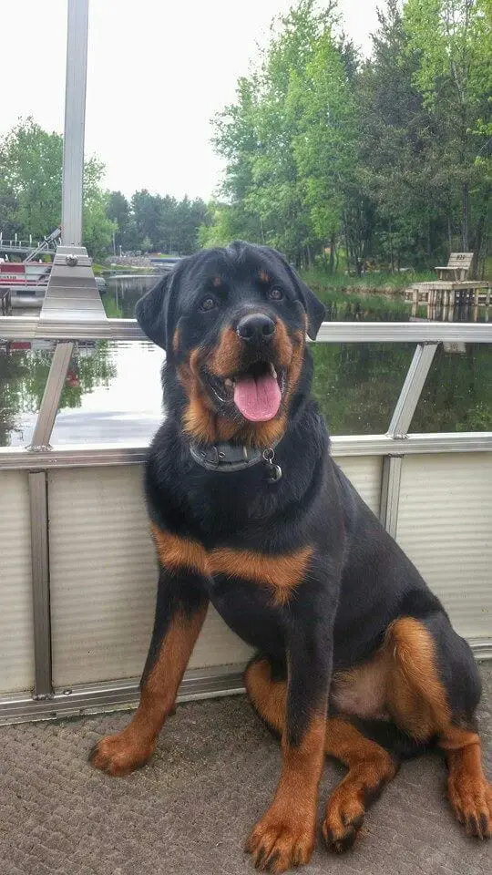 Rottweiler