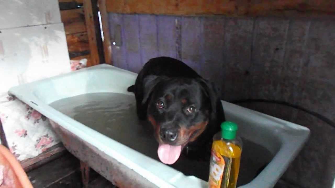 10 Reason Rottweiler Are Underrated, It is Time They Get Some More Love 4 Rottweiler