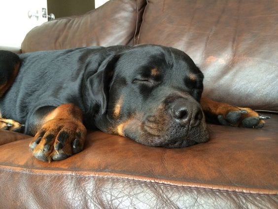 15 Pictures That Prove Rottweilers Are The Worst Dogs On Earth 5 Rottweiler