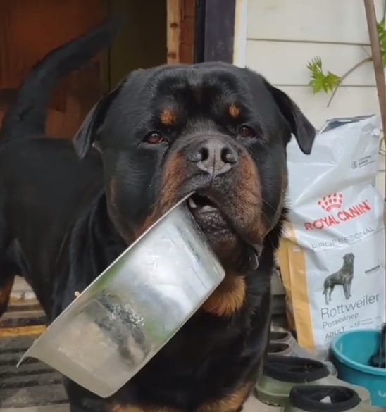 Rottweiler