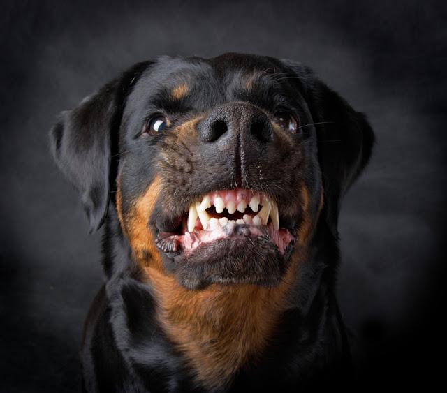 Rottweiler is Secreatly Communicating