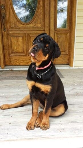 Rottweiler