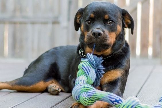 Panther Abandoned,Mother,Grows Up,Human,Rottweiler,Best Friend
