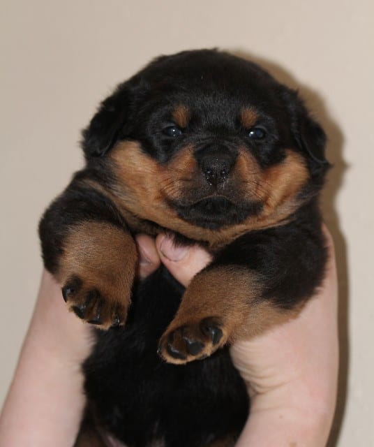 Panther Abandoned,Mother,Grows Up,Human,Rottweiler,Best Friend