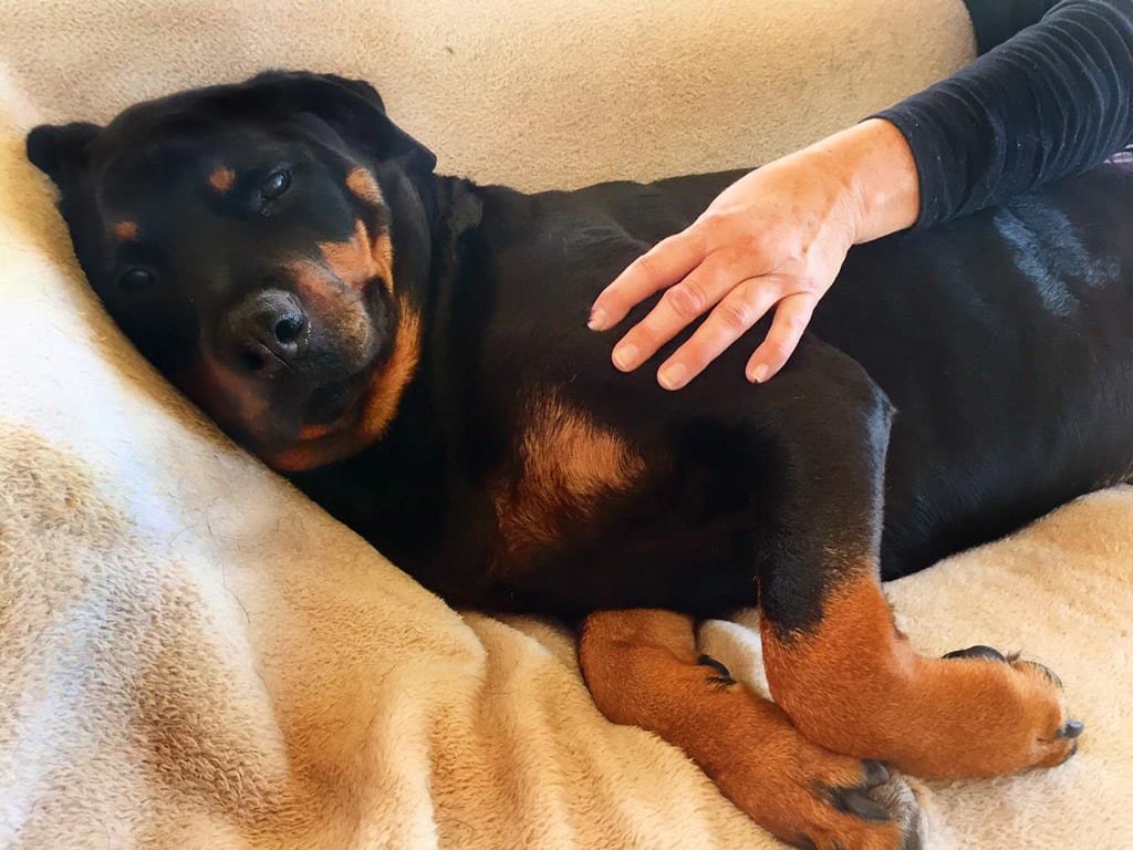 Panther Abandoned,Mother,Grows Up,Human,Rottweiler,Best Friend