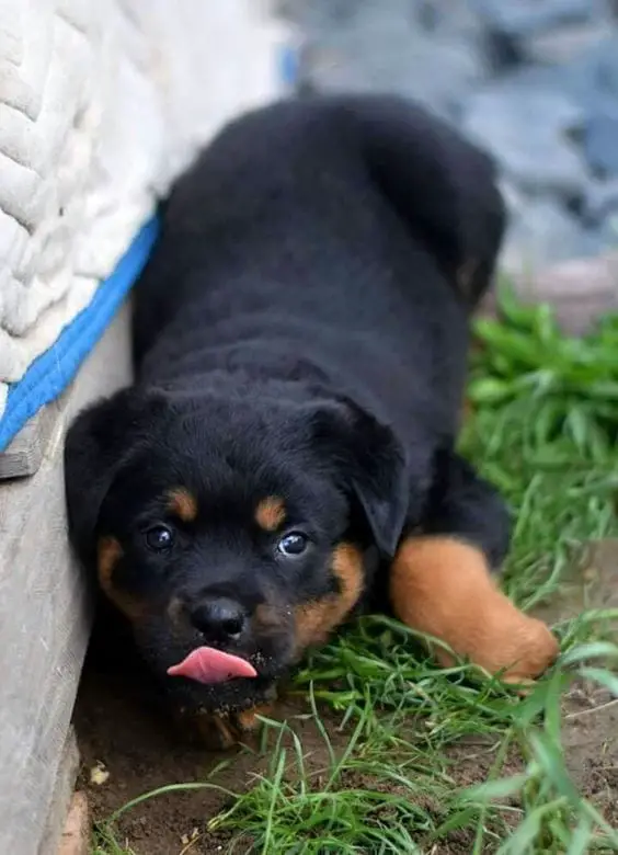 Panther Abandoned,Mother,Grows Up,Human,Rottweiler,Best Friend