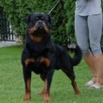 Rottweiler