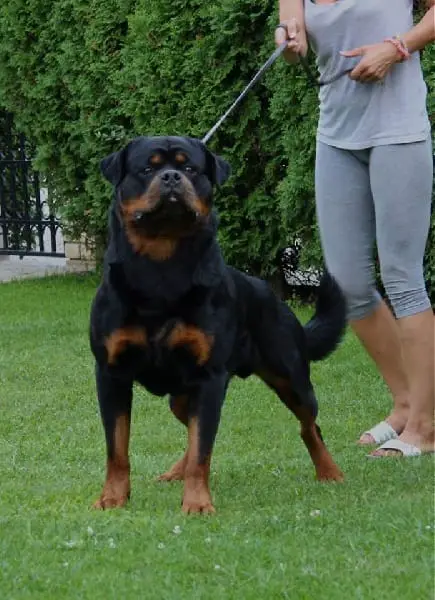 Rottweiler 