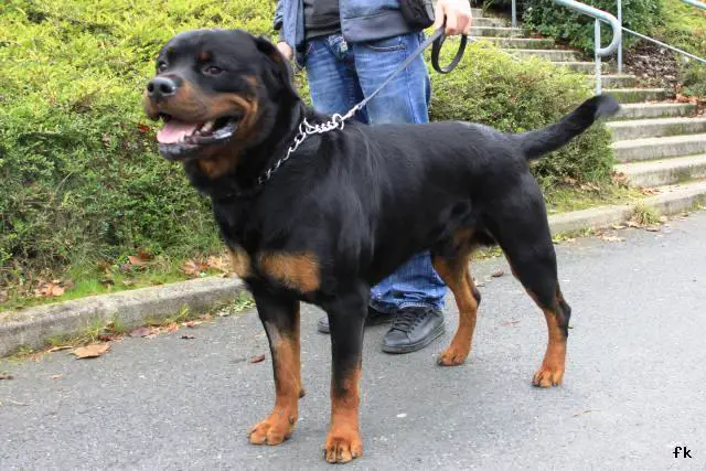 Panther Abandoned,Mother,Grows Up,Human,Rottweiler,Best Friend